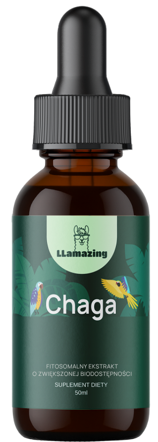 Chaga – Ekstrakt fitosomalny